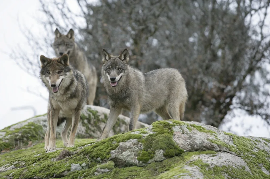 PROPUESTA DE LA COMUNIDAD EUROPEA SOBRE EL LOBO